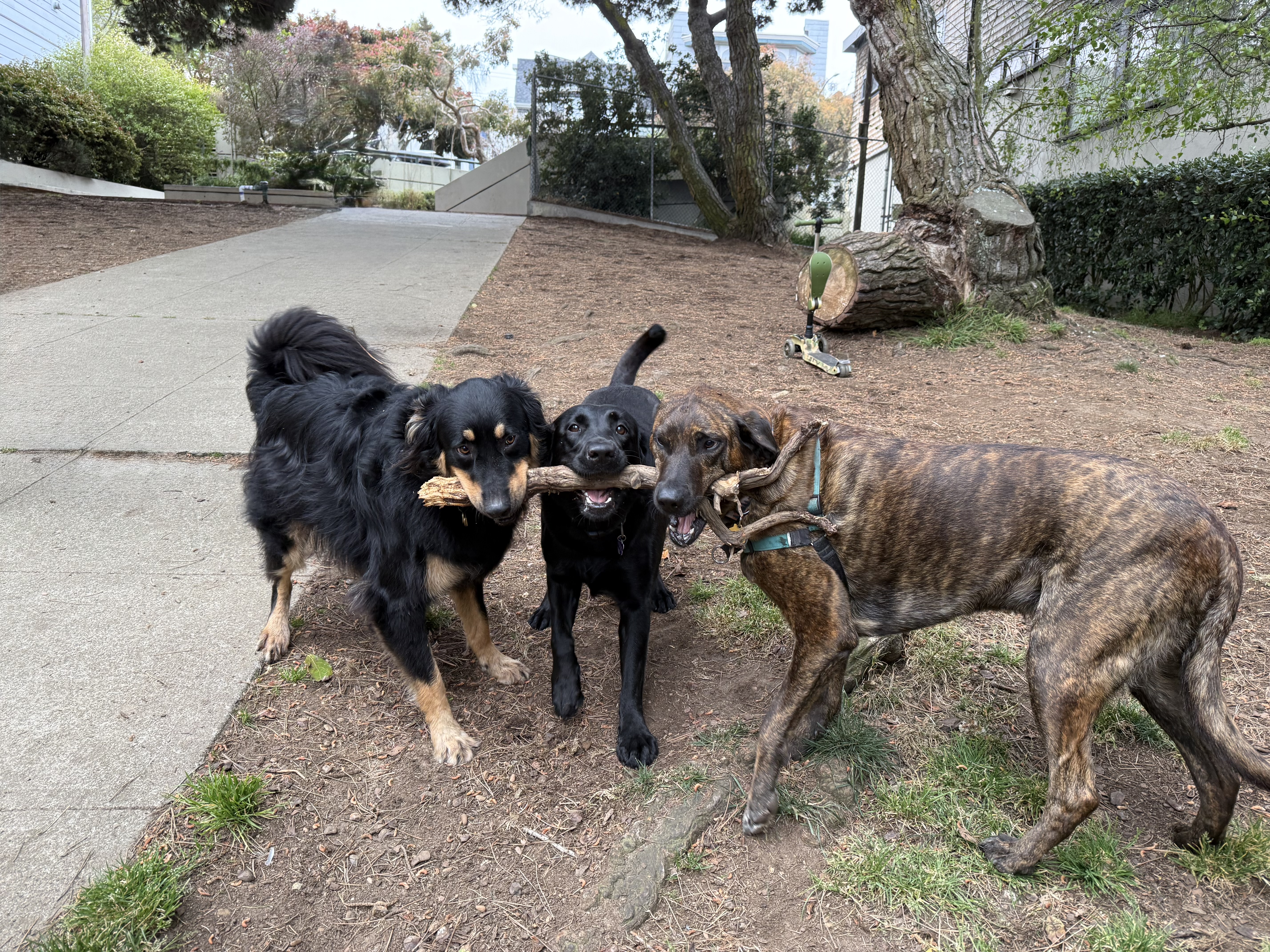 Brad Paws — dog walking in NoPa, San Francisco