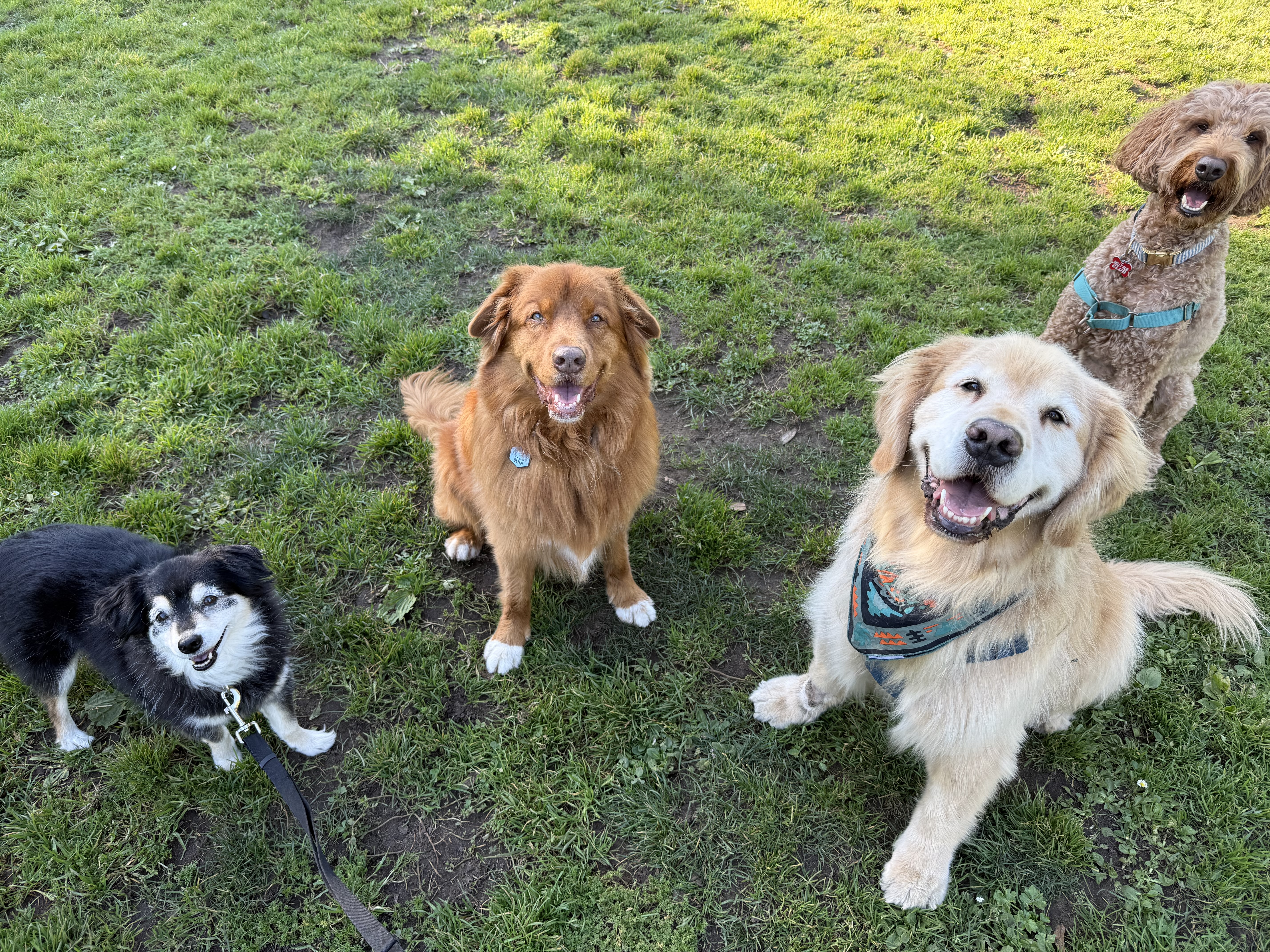 Small Pack Dog Walks